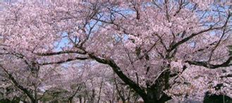 dr karla lopez|Flower Power: Where to Admire Cherry Blossoms in Guangzhou.